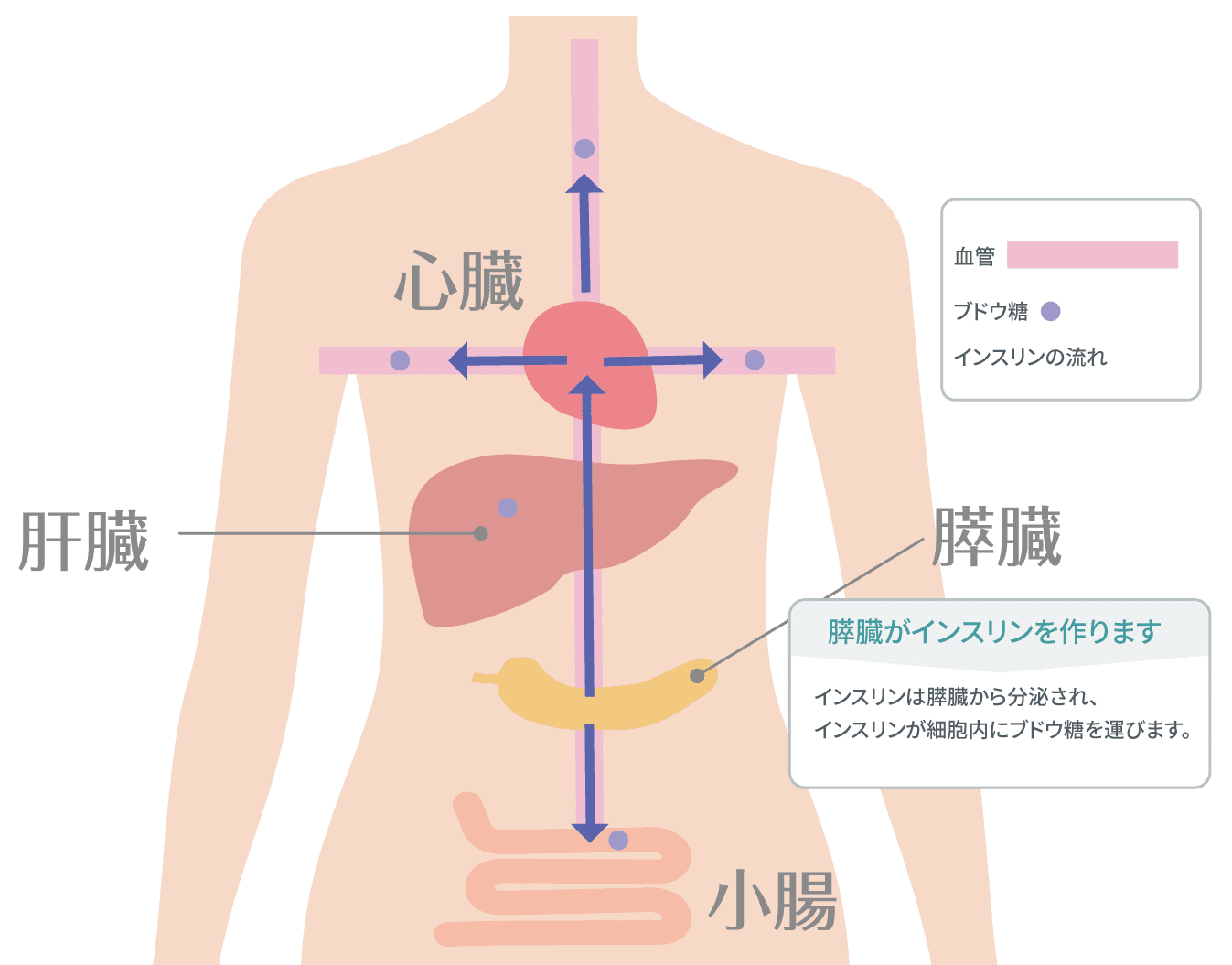 膵臓がん 症状 原因 検査 Aic八重洲クリニック