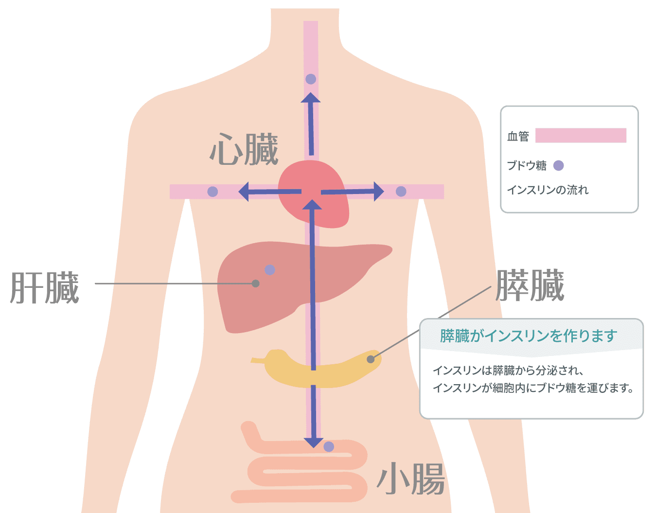 膵臓がん すいぞうがん について