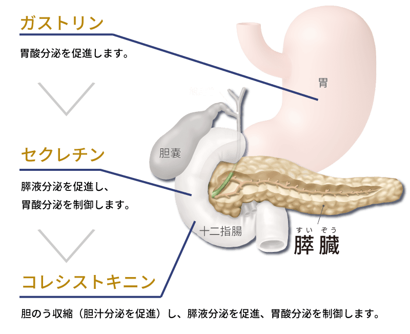 膵臓がん 症状 原因 検査 Aic八重洲クリニック 膵臓がん 症状 原因 検査 Aic八重洲クリニック